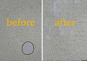 Homogeneizador de alta presión ATS para la disrupción de levaduras Rhodotorula y Phaffia