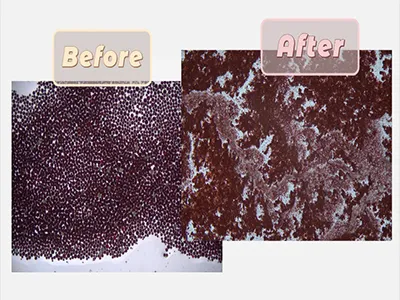 Disrupción celular de la microalga de agua dulce Haematococcus pluvialis